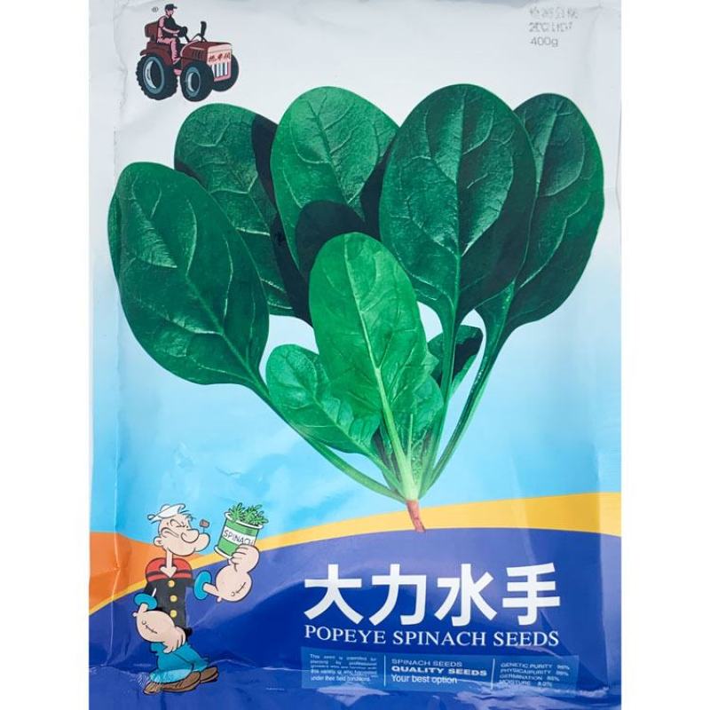大力水手黑冠军菠菜种子黑圆叶耐寒直立红根菠菜种子原装