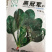 大力水手黑冠军菠菜种子黑圆叶耐寒直立红根菠菜种子原装