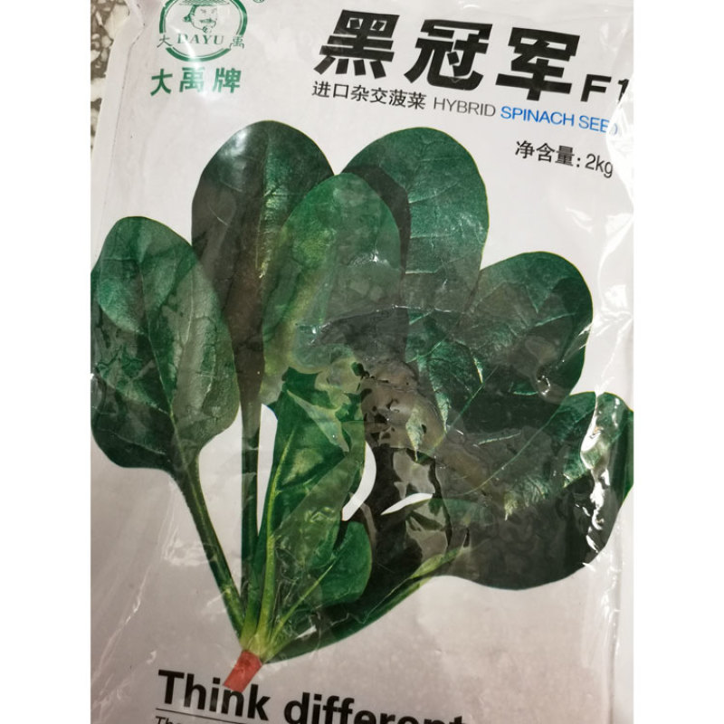大力水手黑冠军菠菜种子黑圆叶耐寒直立红根菠菜种子原装