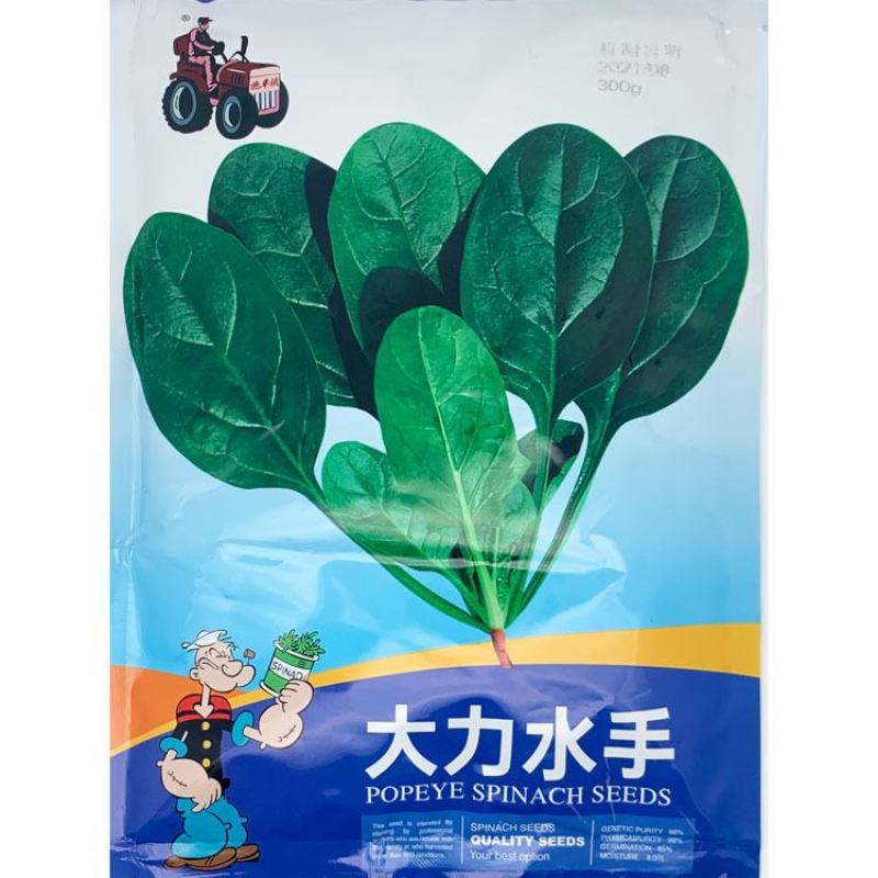 大力水手黑冠军菠菜种子黑圆叶耐寒直立红根菠菜种子原装
