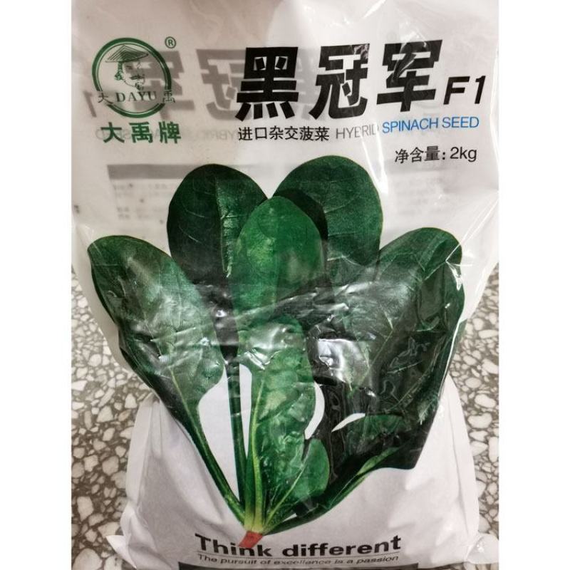 大力水手黑冠军菠菜种子黑圆叶耐寒直立红根菠菜种子原装
