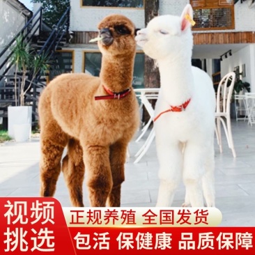 羊驼宠物家养萌宠活体可爱小羊驼幼崽澳洲神兽草泥马羊驼