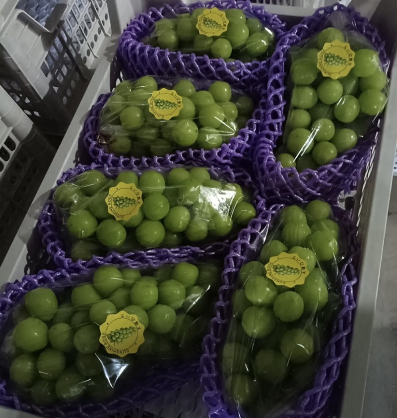 阳光玫瑰价格甜度很高串行很大