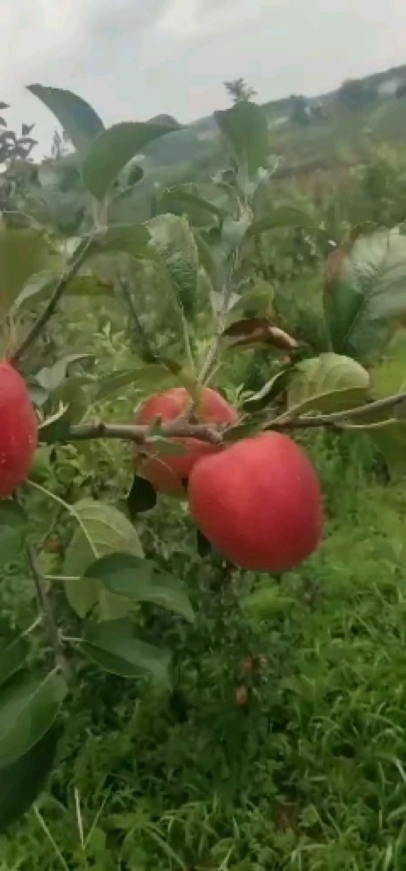 早熟红露丑苹果