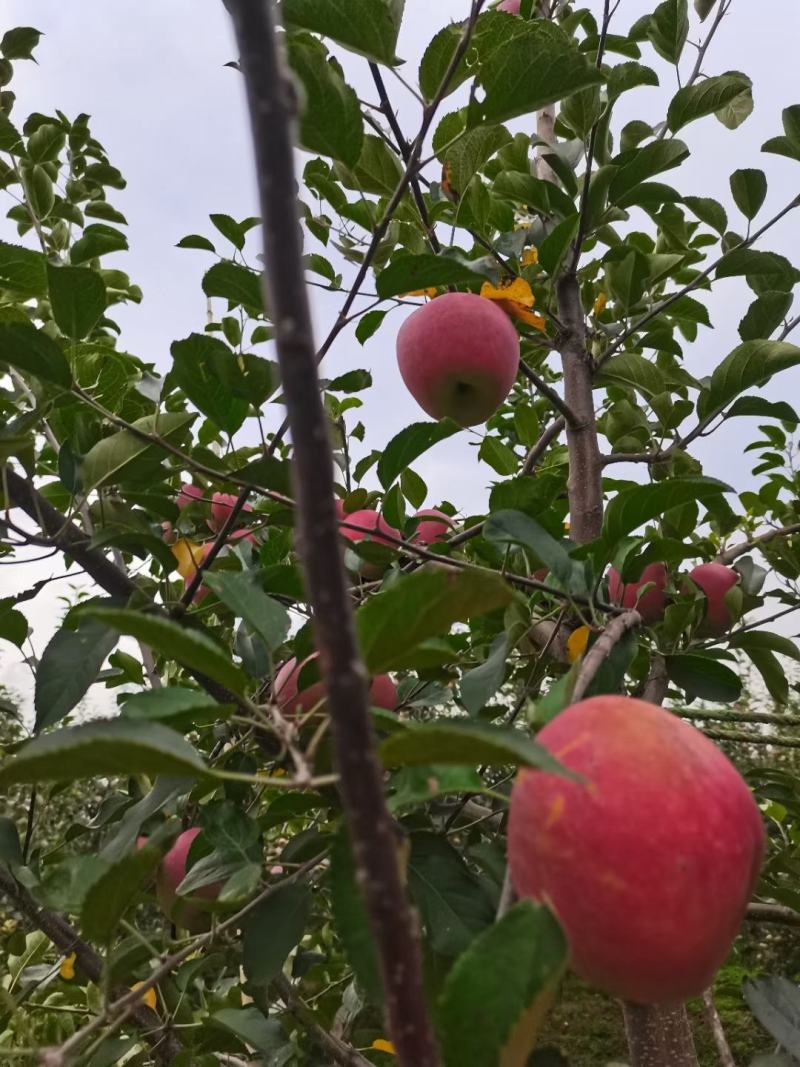 早熟红露丑苹果