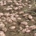 云南高山青薯9号按需供货价格随行就市