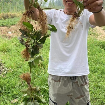 红颜草莓苗四叶一心大叶红颜草莓苗红颜068现挖苗