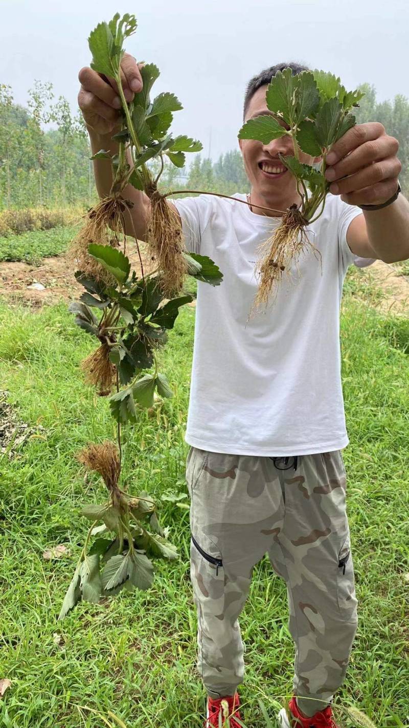 红颜草莓苗四叶一心大叶红颜草莓苗红颜068现挖苗