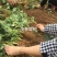 红颜草莓苗四叶一心大叶红颜草莓苗红颜068现挖苗