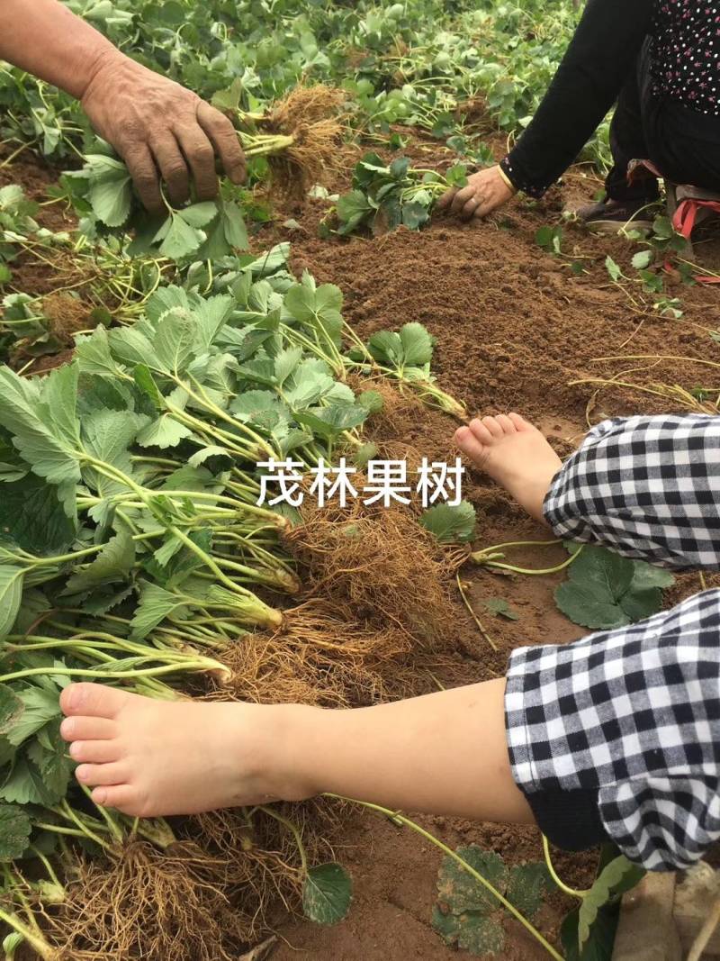 红颜草莓苗四叶一心大叶红颜草莓苗红颜068现挖苗