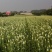 韭菜花山东无公害韭菜花