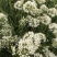 韭菜花山东无公害韭菜花