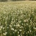 韭菜花山东无公害韭菜花