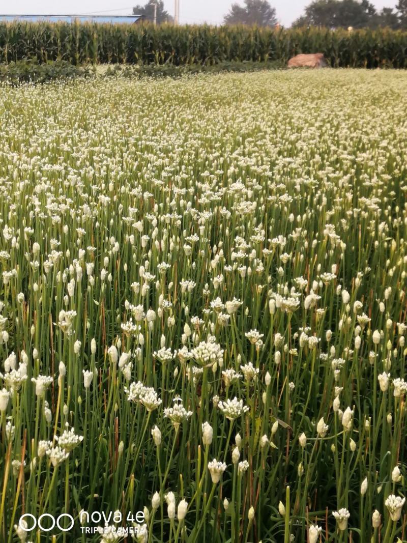 韭菜花山东无公害韭菜花
