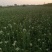 韭菜花山东无公害韭菜花