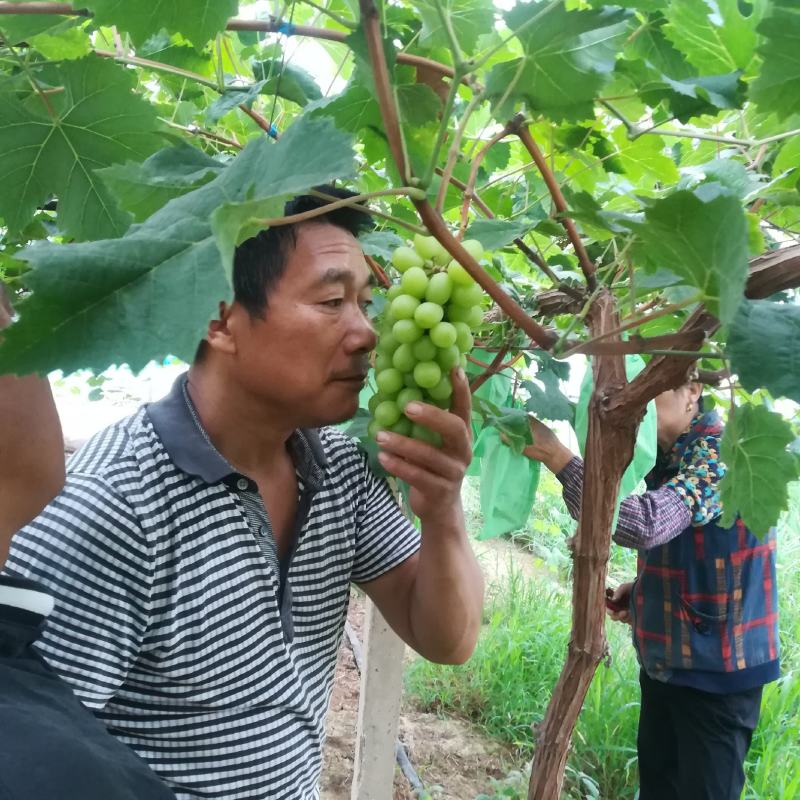 阳光玫瑰葡萄