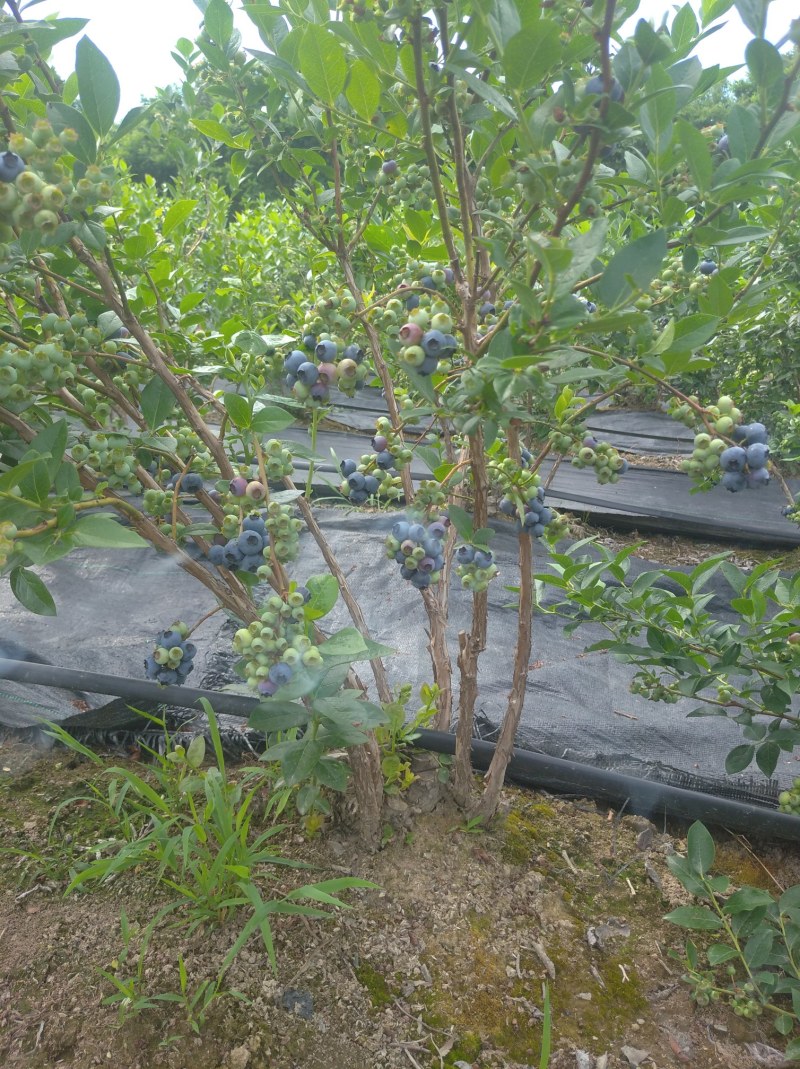 蓝莓，北陆串果