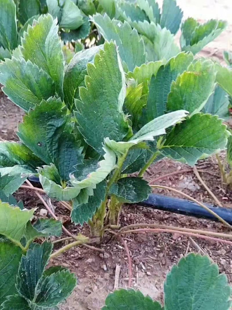 香野种植基地现挖现卖脱毒草莓苗章姬红颜宁玉妙三妙七随株