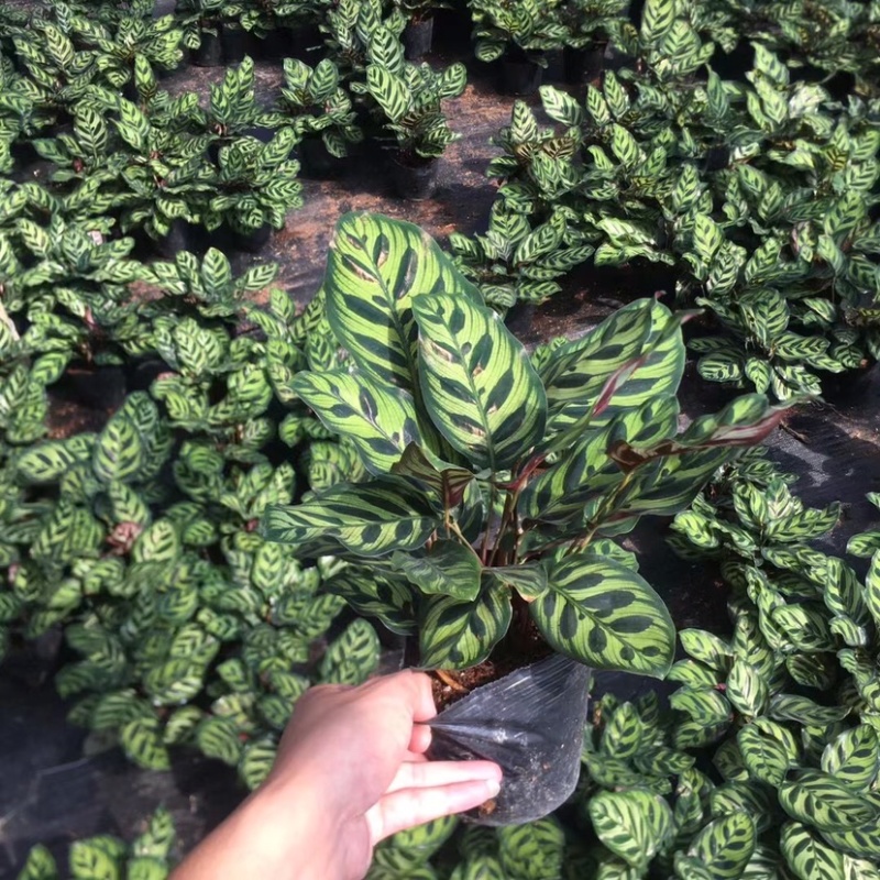 孔雀竹芋叶片多口径160基地直销量大从优一件起批