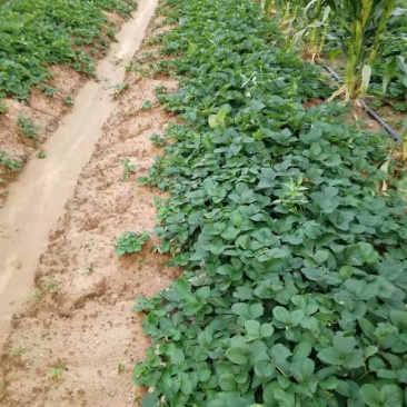 草莓苗种植基地现挖现卖脱毒草莓苗章姬红颜宁玉妙三妙七随株