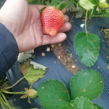 种植基地现挖现卖脱毒草莓苗章姬红颜宁玉妙三妙七随株