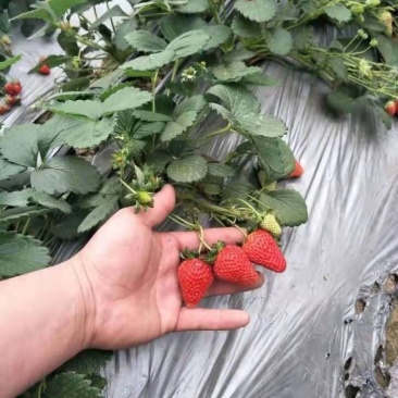 种植基地现挖现卖脱毒草莓苗章姬红颜宁玉妙三妙七随株