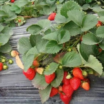 妙香七号草莓苗种植基地现挖现卖脱毒草莓苗