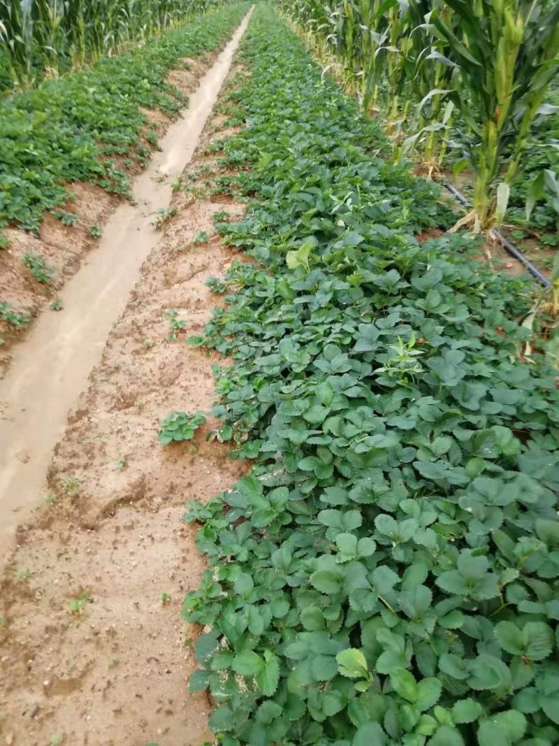 微黄草莓苗现挖现卖脱毒草莓苗随株越秀章姬红颜宁玉