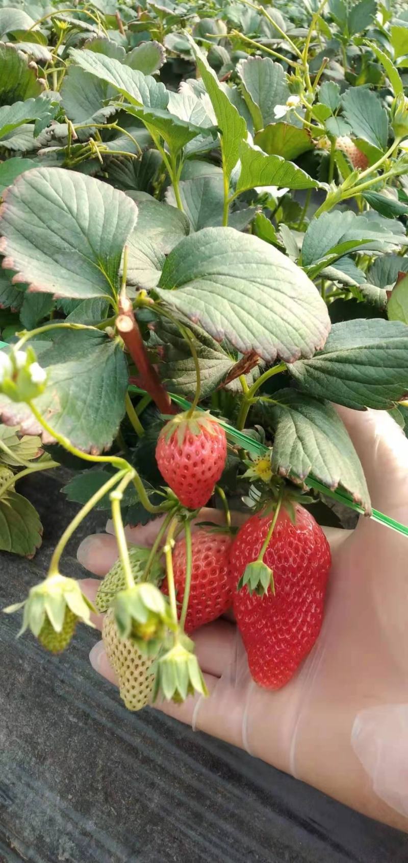 微黄草莓苗现挖现卖脱毒草莓苗随株越秀章姬红颜宁玉