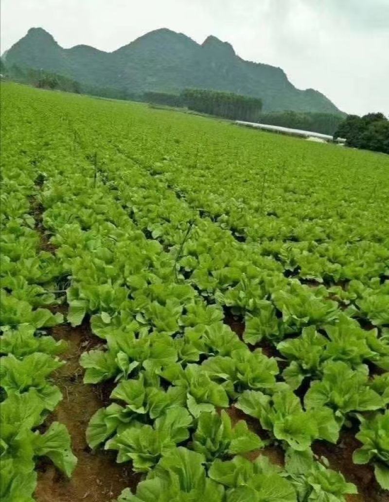 【泡酱腌菜】老坛酸菜酸菜丝酸菜片规格齐全全国发货