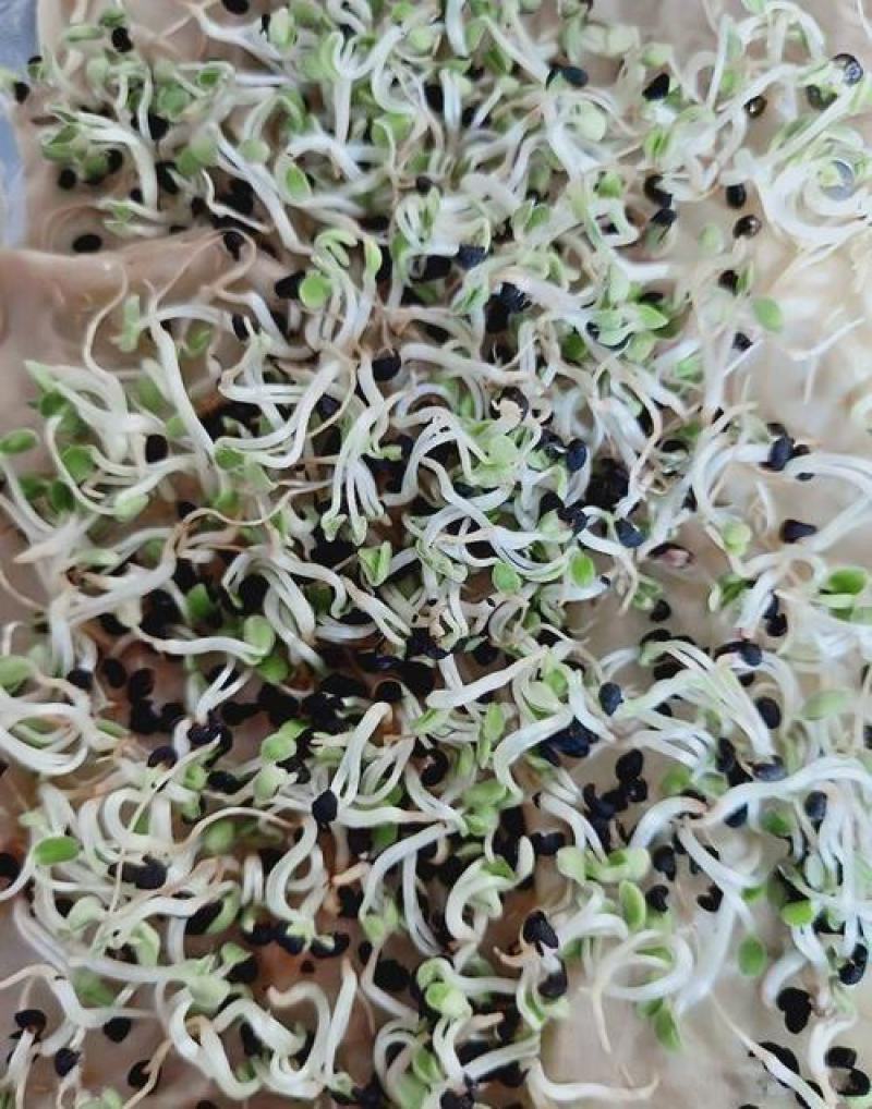 药材种子黄芩种子当年产发芽率高中草药黄芩种子
