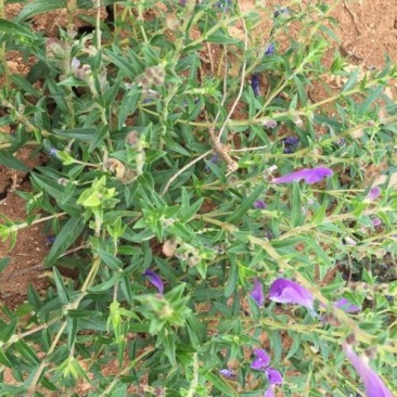 药材种子黄芩种子当年产发芽率高中草药黄芩种子
