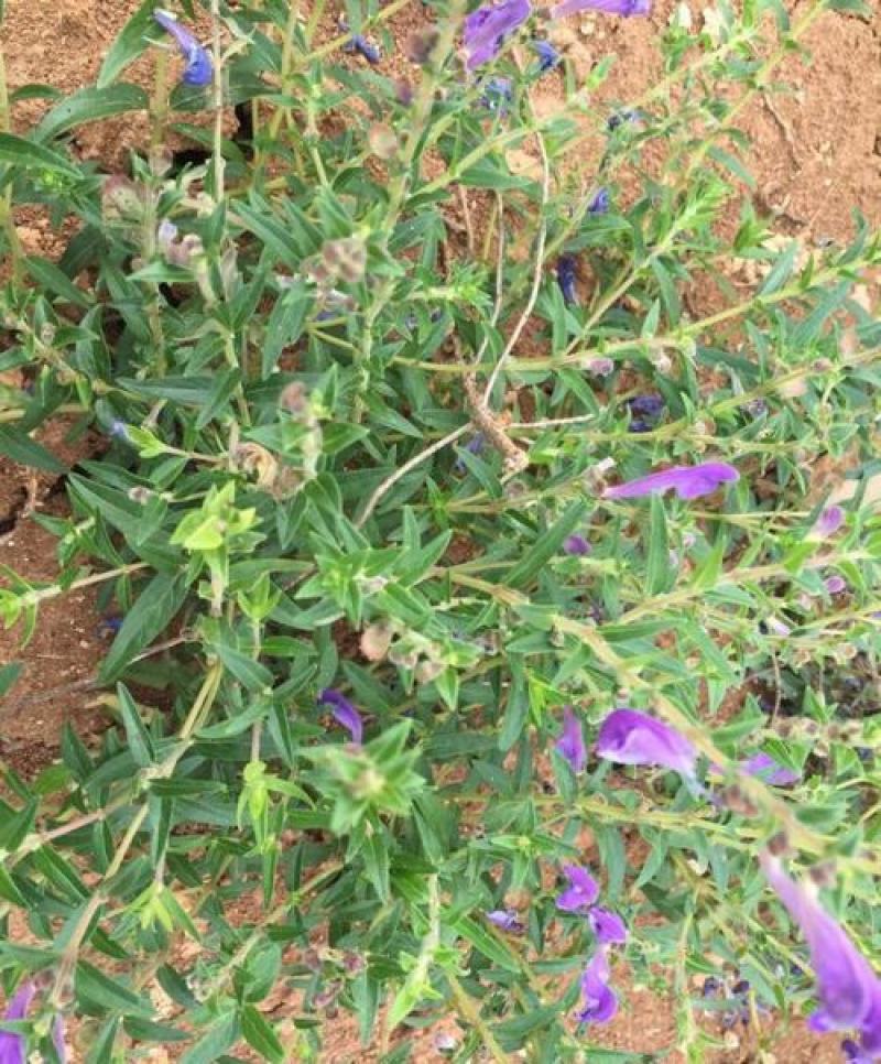 药材种子黄芩种子当年产发芽率高中草药黄芩种子
