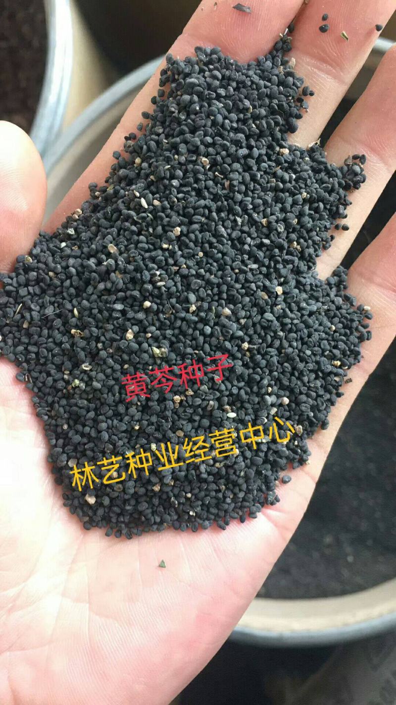 药材种子黄芩种子当年产发芽率高中草药黄芩种子