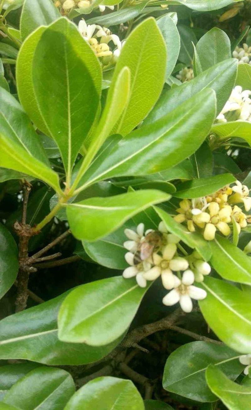 优质林木种子花卉种子海桐种子苗木种子海桐球种子净种子