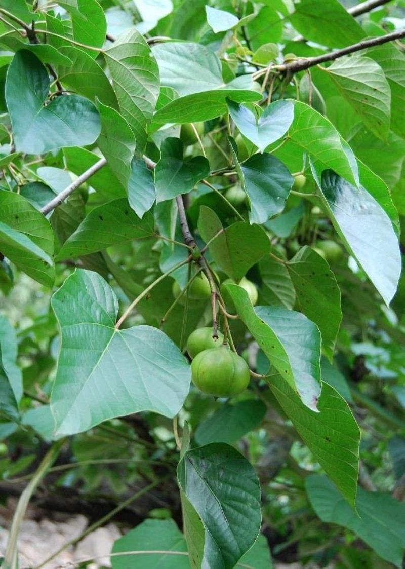 林木种子新采优质油桐种子油桐树种子桐油树种子桐子树光桐木