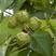 林木种子新采优质油桐种子油桐树种子桐油树种子桐子树光桐木