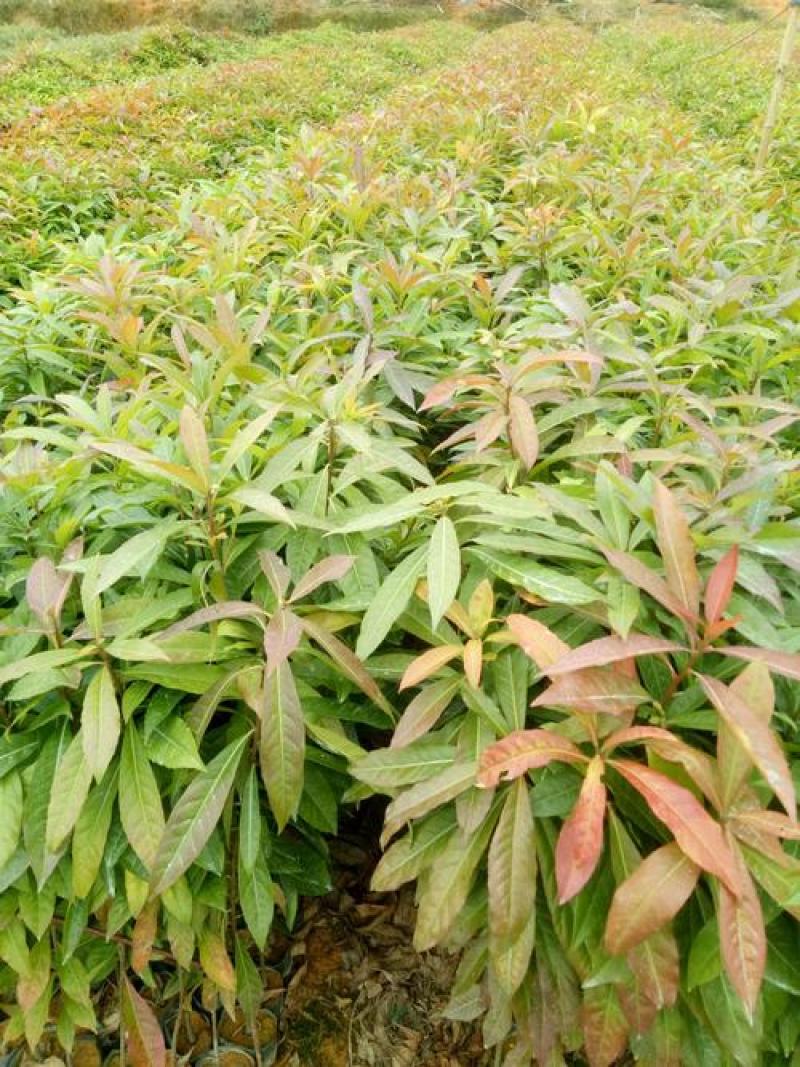 新采木荷种子木荷树种荷木荷树种子花木种子林木种子
