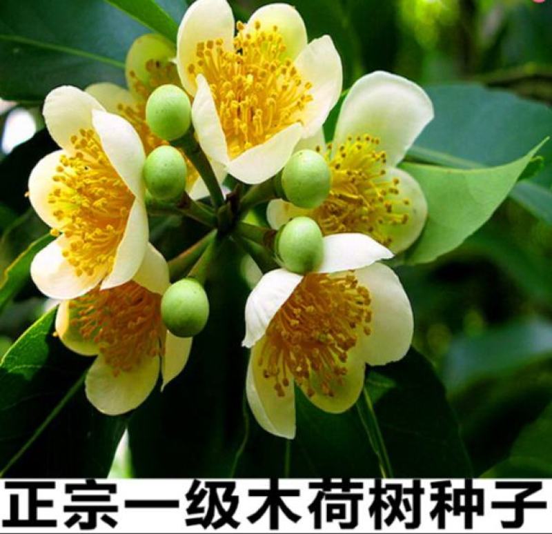 新采木荷种子木荷树种荷木荷树种子花木种子林木种子