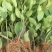 五色赤丹茶花苗东方亮白色茶花苗十八学士茶花苗