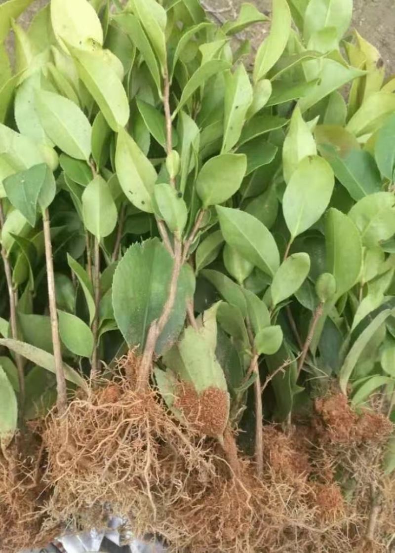 五色赤丹茶花苗东方亮白色茶花苗十八学士茶花苗