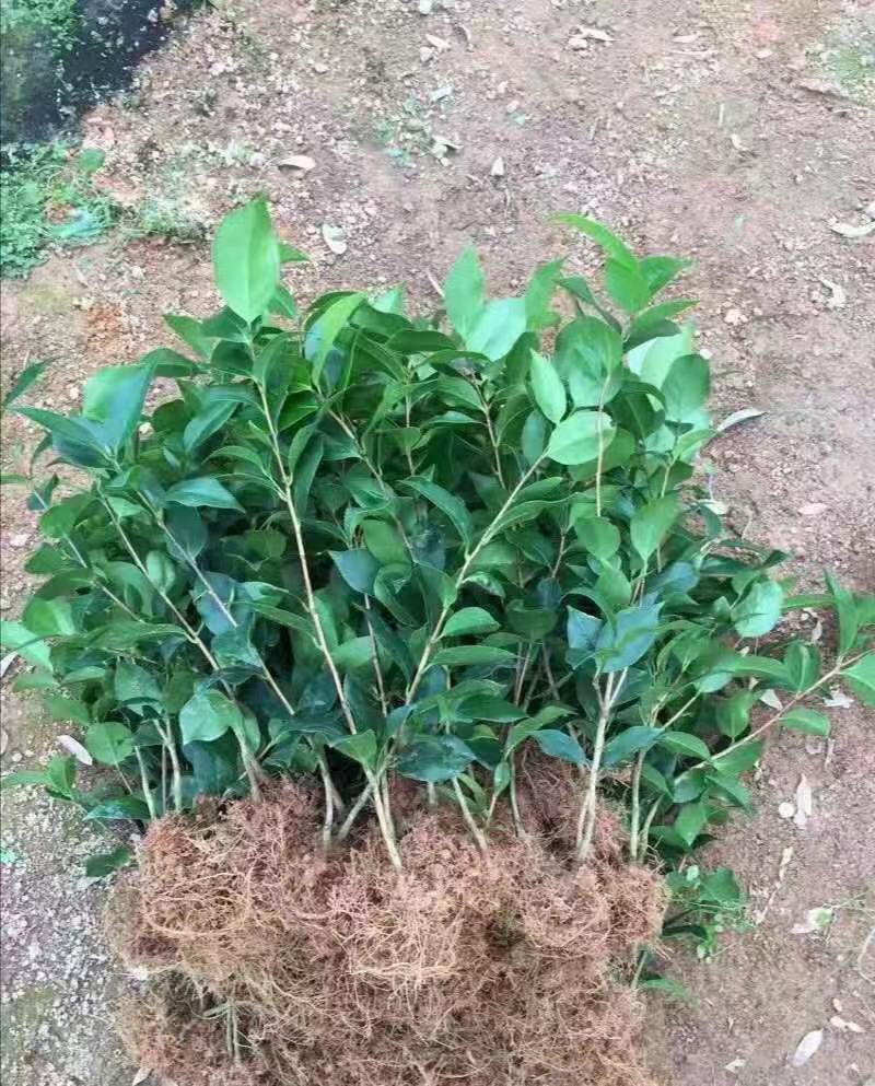 五色赤丹茶花苗东方亮白色茶花苗十八学士茶花苗