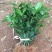 五色赤丹茶花苗东方亮白色茶花苗十八学士茶花苗