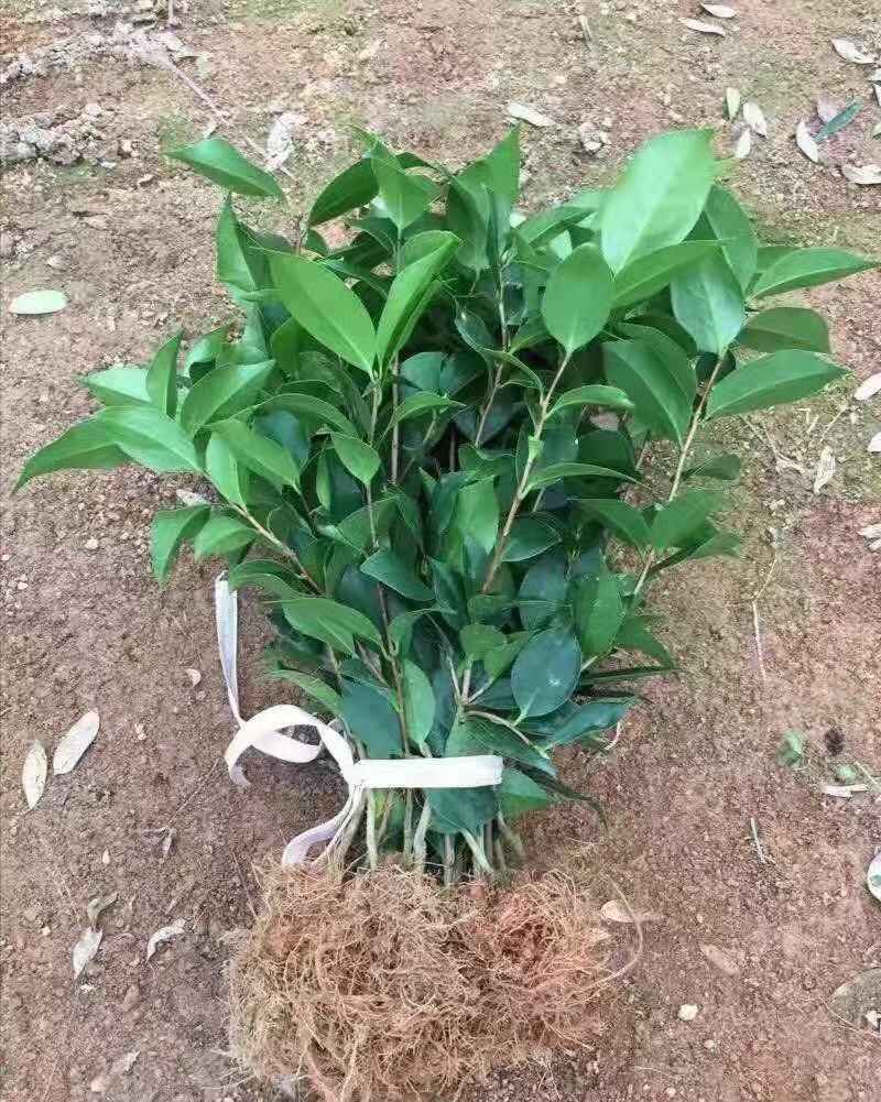 五色赤丹茶花苗东方亮白色茶花苗十八学士茶花苗