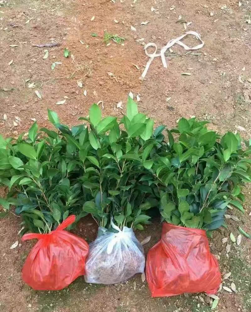 五色赤丹茶花苗东方亮白色茶花苗十八学士茶花苗