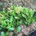 五色赤丹茶花苗东方亮白色茶花苗十八学士茶花苗