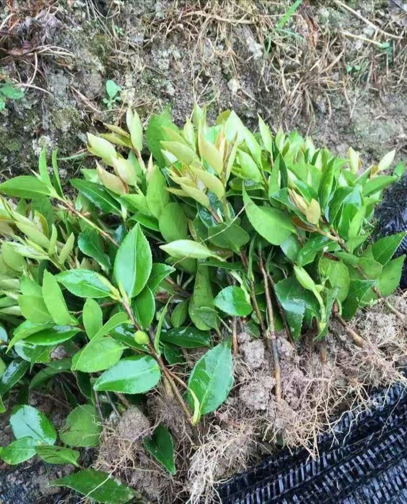 五色赤丹茶花苗东方亮白色茶花苗十八学士茶花苗