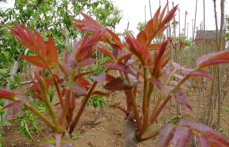 红油香椿种子红香椿树种子香椿芽种子耐热耐寒庭院阳台蔬菜种