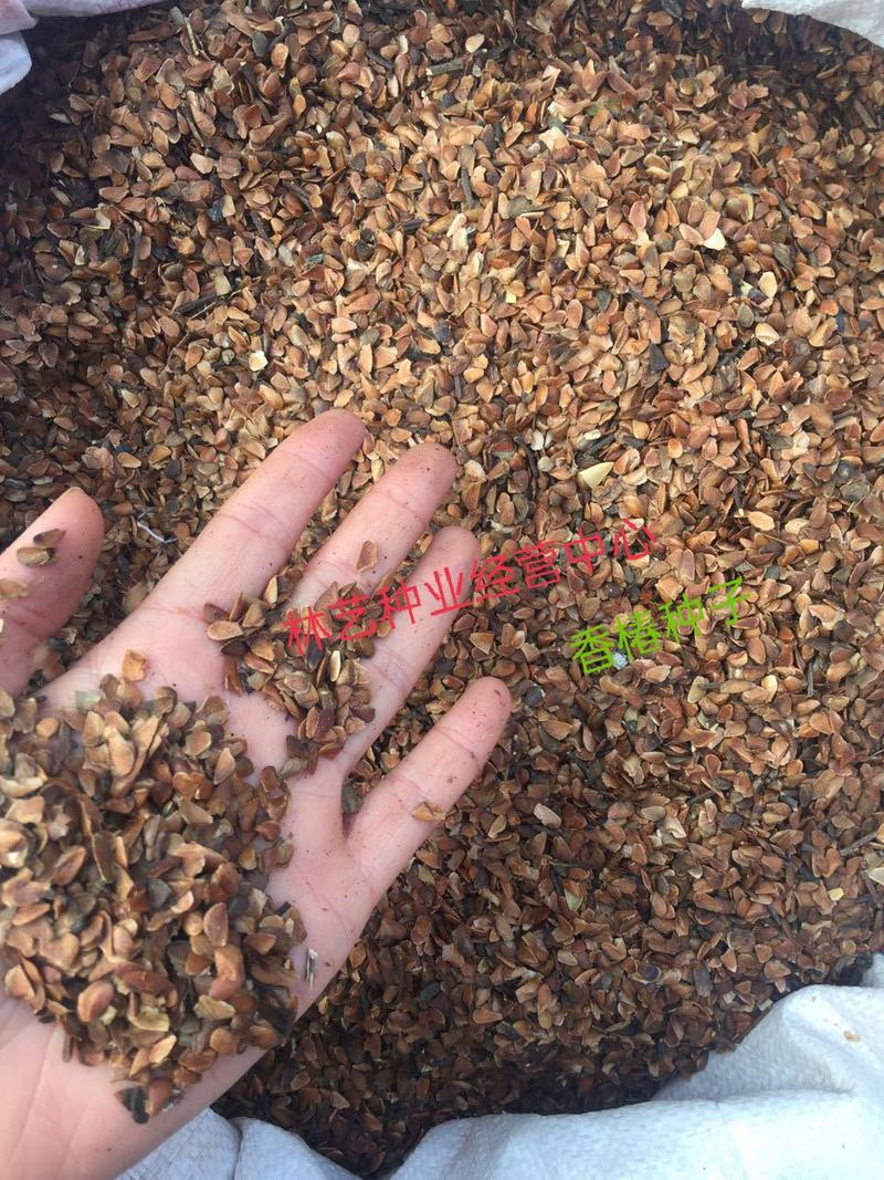 红油香椿种子红香椿树种子香椿芽种子耐热耐寒庭院阳台蔬菜种