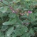 新采胡枝子种子林木随军茶护坡灌木绿植绿化花卉园艺绿肥